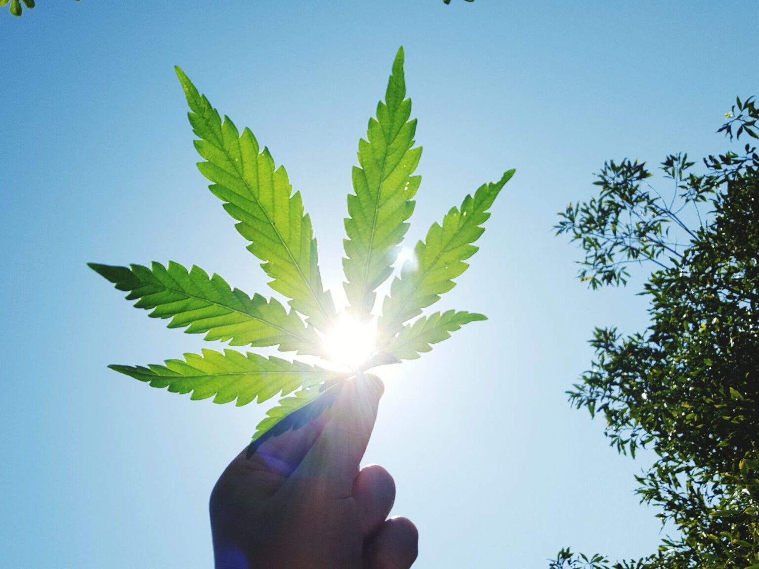 Czy dojdzie do legalizacji rekreacyjnego użytku marihuany? GettyImages 594634815 575db7e15f9b58f22e1c5b23