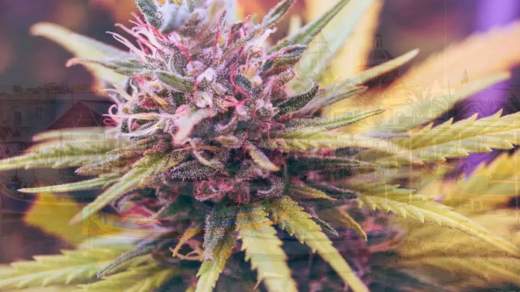 Malta zalegalizuje marihuanę. Przełomowe zmiany już wkrótce malta legalizuje marihuane 1