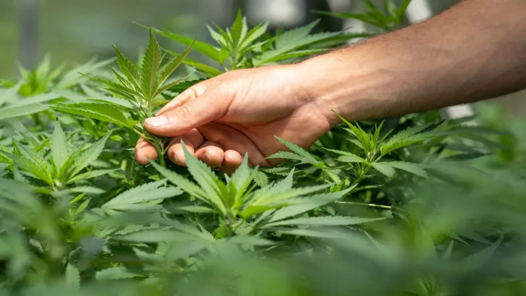 Tajlandia zalegalizowała marihuanę. Mieszkańcy będą mogli hodować rośliny w domach weed tajlandia